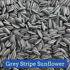 Black/Gray Striped Sunflower Seeds multi sizes and by the lb
